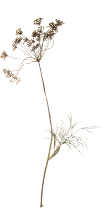 Hand Pressed Flora